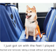 Image for article titled I Need Honda Japan to Start Selling Its Dog Accessories in the U.S.
